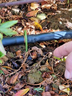 埼玉県某所　マンション植栽部　自動潅水設備工事の画像