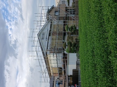 塗り替え足場工事の画像