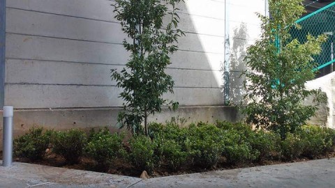 埼玉県内お客様で植栽工事の画像