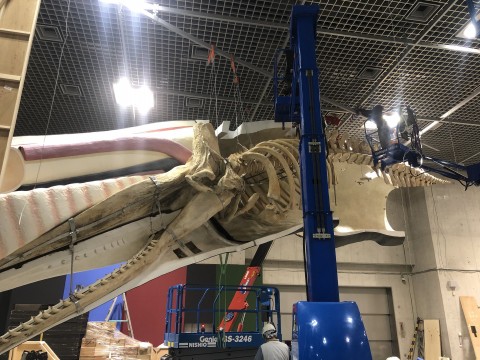 国立科学博物館 大哺乳類展2 交連骨格標本組立の画像