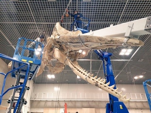国立科学博物館 大哺乳類展2 交連骨格標本組立の画像