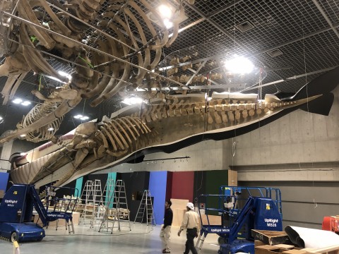 国立科学博物館 大哺乳類展2 交連骨格標本組立の画像