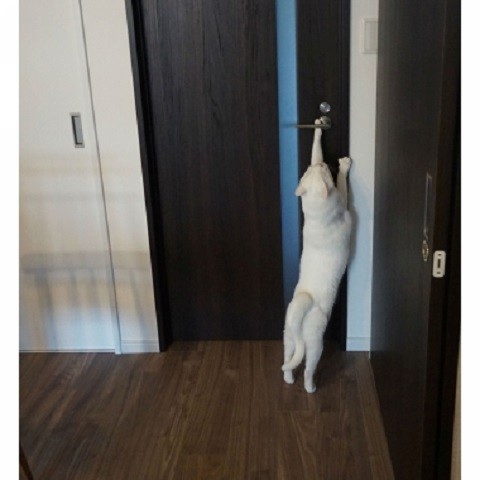 猫と暮らすおとな空間の画像